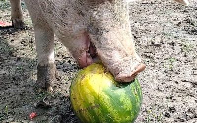 Drei Schweine und drei Wassermelonen