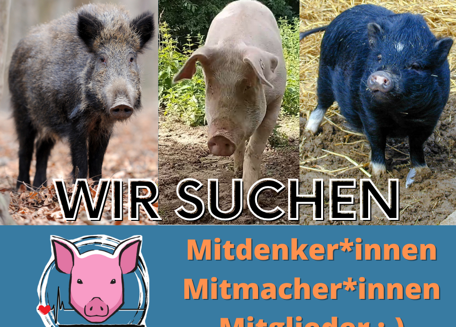 Schweineleben sucht Dich :-)