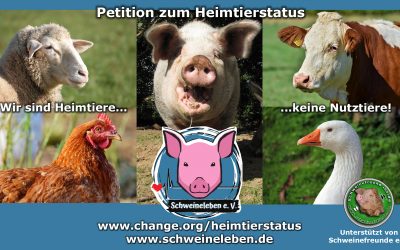 Die Afrikanische Schweinepest und unsere Petition zum Heimtierstatus