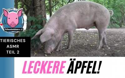 Unser Schwein Loki und der Apfelbaum