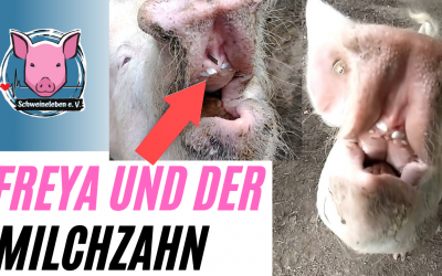 Schwein Freya und ihr Milchzahn