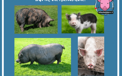 Schweine als Heimtiere – Was ist ein Minischwein?