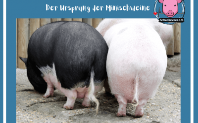 Schweine als Heimtiere – Die Entstehung der Minischweine