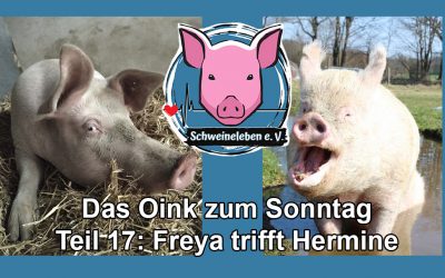 Schweine-Damen Hermine und Freya treffen sich – Das Oink zum Sonntag Teil 17