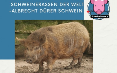 Schweinerassen der Welt – Albrecht-Dürer Schwein