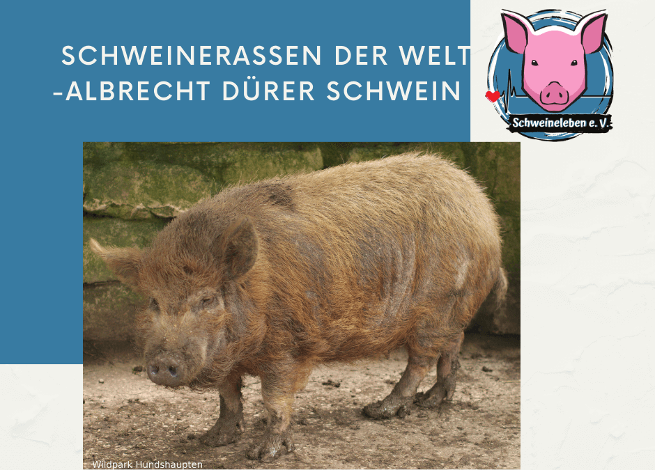 Schweinerassen der Welt – Albrecht-Dürer Schwein