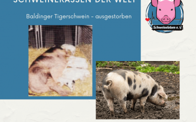 Schweinerassen der Welt – Baldinger Tigerschwein