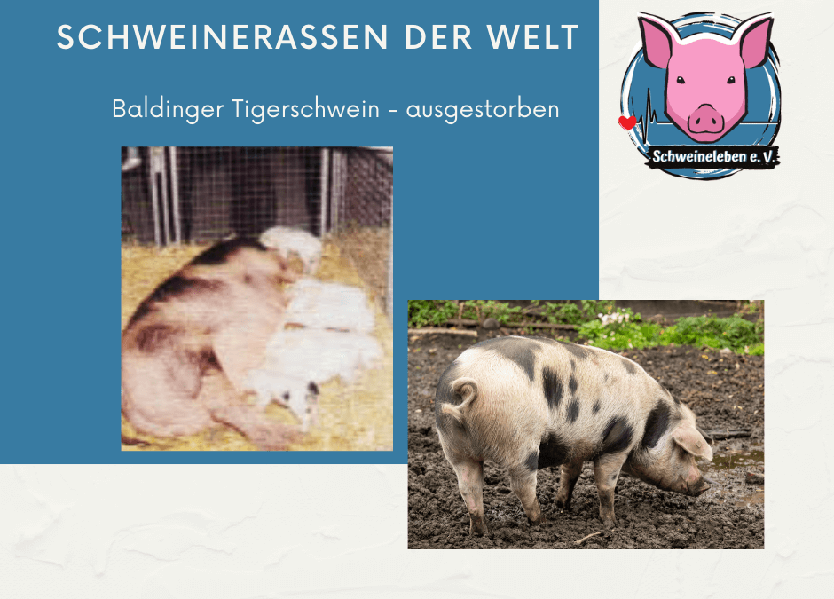 Schweinerassen der Welt – Baldinger Tigerschwein