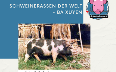 Schweinerassen der Welt – Ba Xuyen