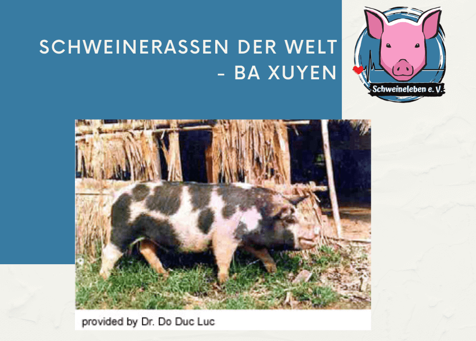 Schweinerassen der Welt – Ba Xuyen