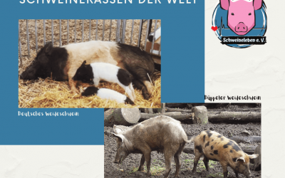 Schweinerassen der Welt – Deutsches Weideschwein und Düppeler Weideschwein