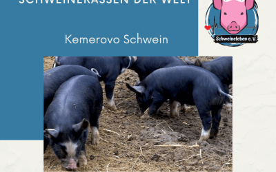 Schweinerassen der Welt – Kemerovo Schwein