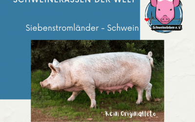 Schweinerassen der Welt – Siebenstromländer Schwein