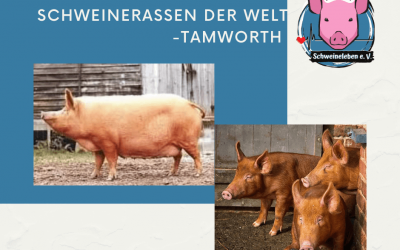 Schweinerassen der Welt – Tamworth