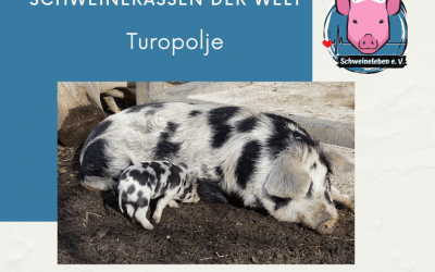 Schweinerassen der Welt – Turopolje