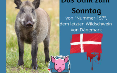 Das letzte Dänische Wildschwein – Oink zum Sonntag