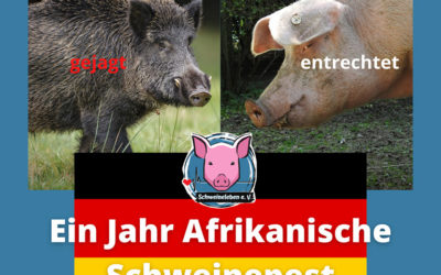 Ein Jahr Afrikanische Schweinepest in Deutschland