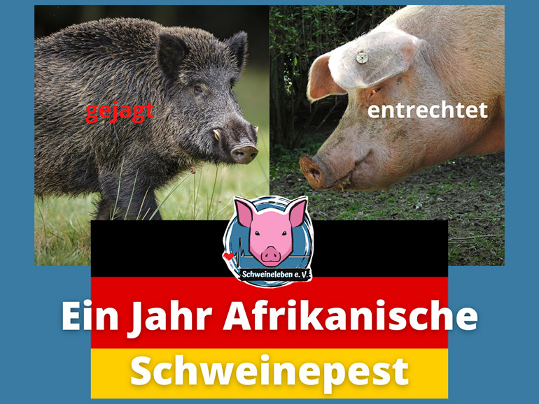 Ein Jahr afrikanische Schweinepest