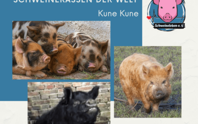 Schweinerassen der Welt – Kune Kune