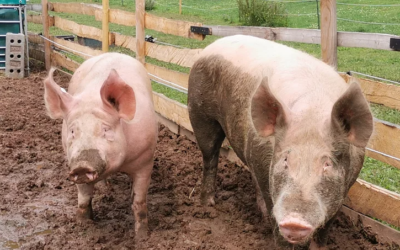 Rettungsaktion – Schweine suchen ein Zuhause – Urmel und Littlefoot