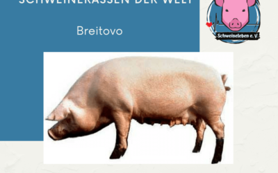 Schweinerassen der Welt – Breitovo