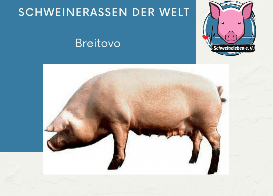 Schweinerassen der Welt – Breitovo