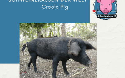 Schweinerassen der Welt – Creole Pig