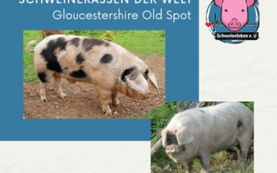 Schweinerassen der Welt – Gloucestershire Old Spot