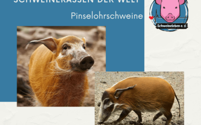 Schweinerassen der Welt – Pinselohrschwein