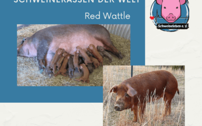 Schweinerassen der Welt – Red Wattle