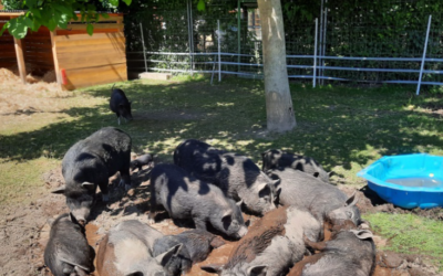 UPDATE! 36 Hängebauchschwein-Mixe suchen ein neues Zuhause