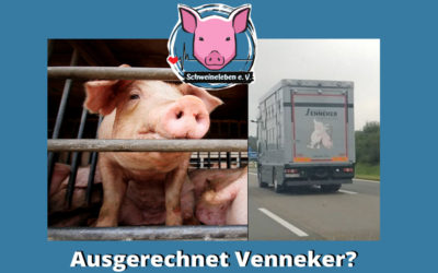 Helga und Gundel – zwei überlebende Schweine aus von Alt Tellin – Teil 5