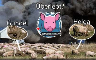 Helga und Gundel – zwei überlebende Schweine von Alt Tellin