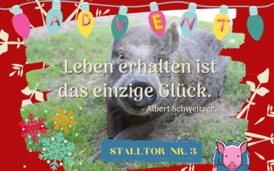 Schweineleben – Adventskalender: Stalltor Nr. 3