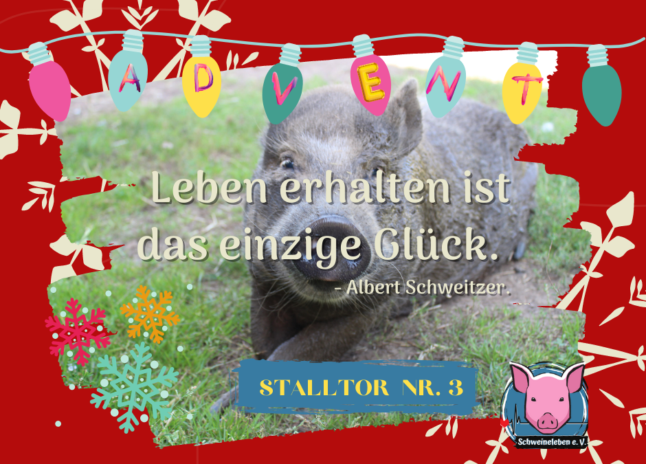 Advent Stalltor Nr. 3 Schweine Adventskalender