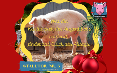 Schweineleben – Adventskalender: Stalltor Nr. 5