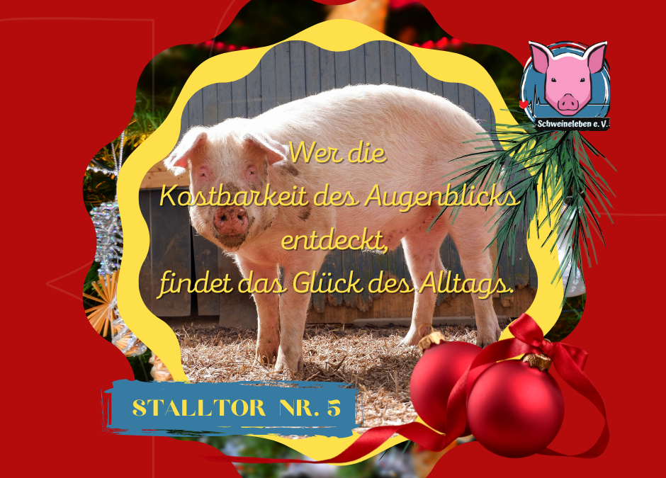 Adventskalender Schweine Stalltor Nr. 5