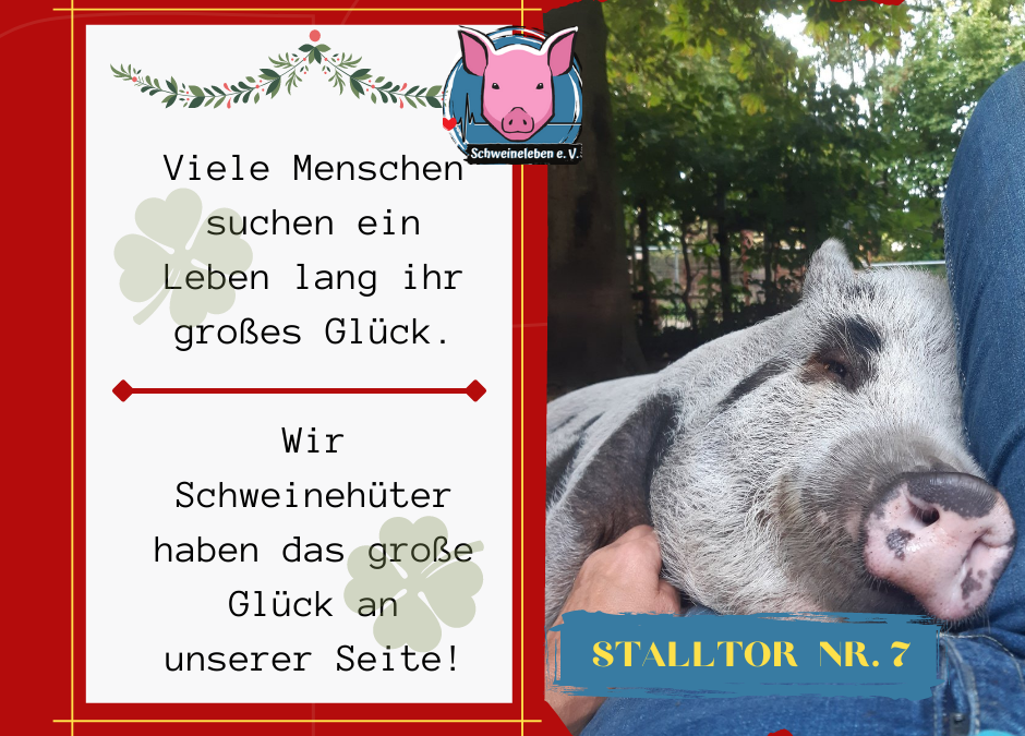 Adventskalender Schweine Stalltor Nr. 7