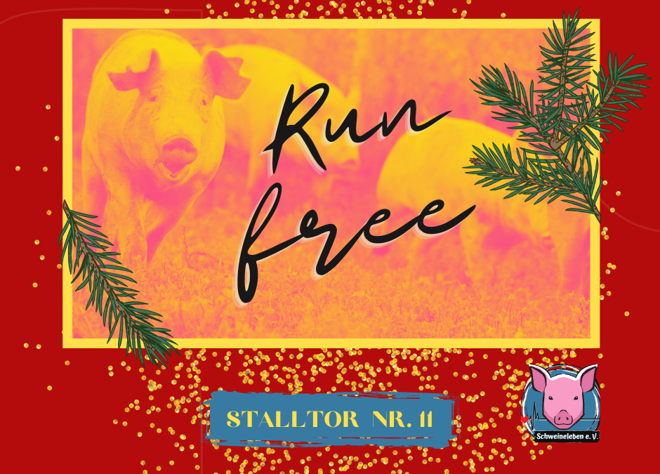 Run free Adventskalender Schweine