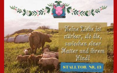 Schweineleben – Adventskalender: Stalltor Nr. 13