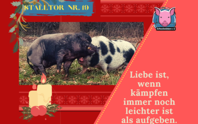 Schweineleben – Adventskalender: Stalltor Nr. 19