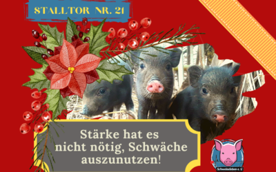 Schweineleben – Adventskalender: Stalltor Nr. 21