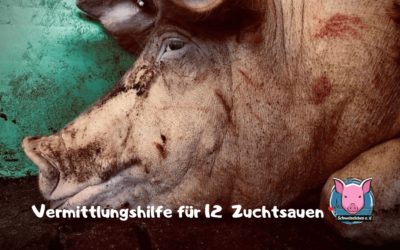 Vermittlungshilfe für 12 ehemalige Zuchtsauen