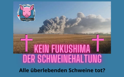 Helga und Gundel – zwei überlebende Schweine von Alt Tellin Teil 7