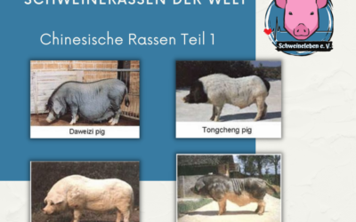 Schweinerassen der Welt – Chinesische Schweinerassen