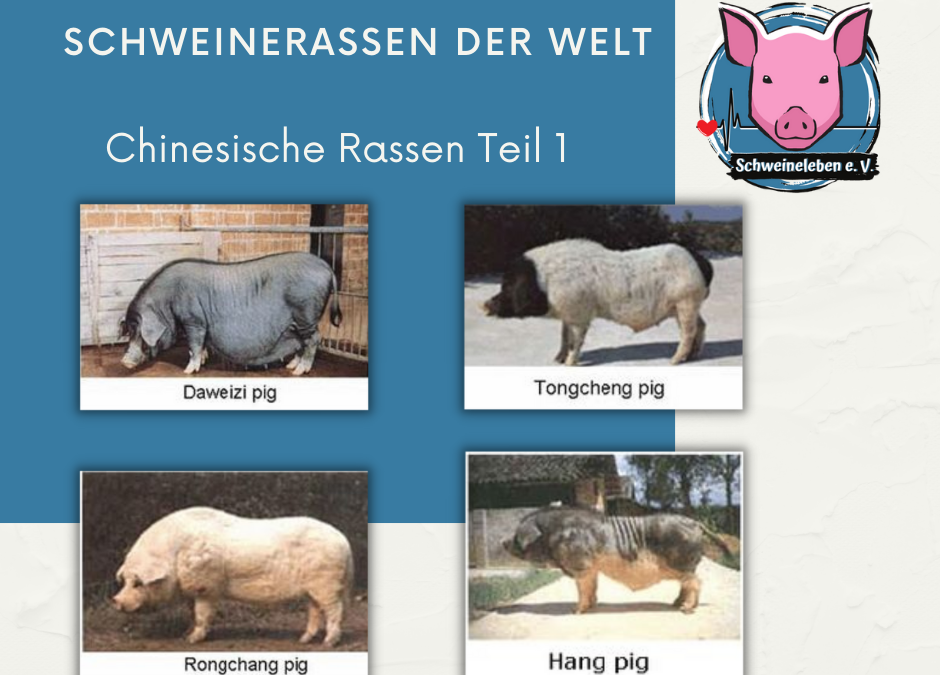 Schweinerassen der Welt – Chinesische Schweinerassen