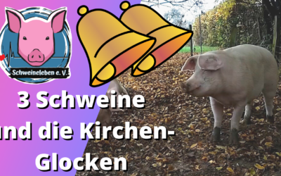 Drei Schweine und die Kirchenglocken von St. Mariä Himmelfahrt in Uetterath