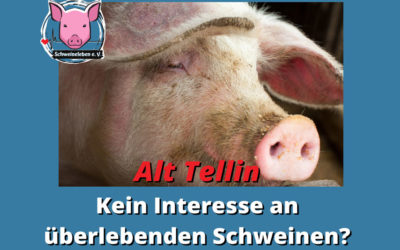 Helga und Gundel – zwei überlebende Schweine von Alt Tellin Teil 6