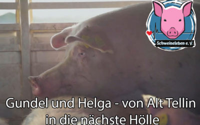 Helga und Gundel – zwei Schweine aus Alt Tellin – Teil 2