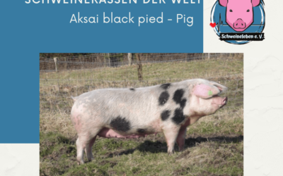 Schweinerassen der Welt – Aksai – schwarzbuntes Schwein